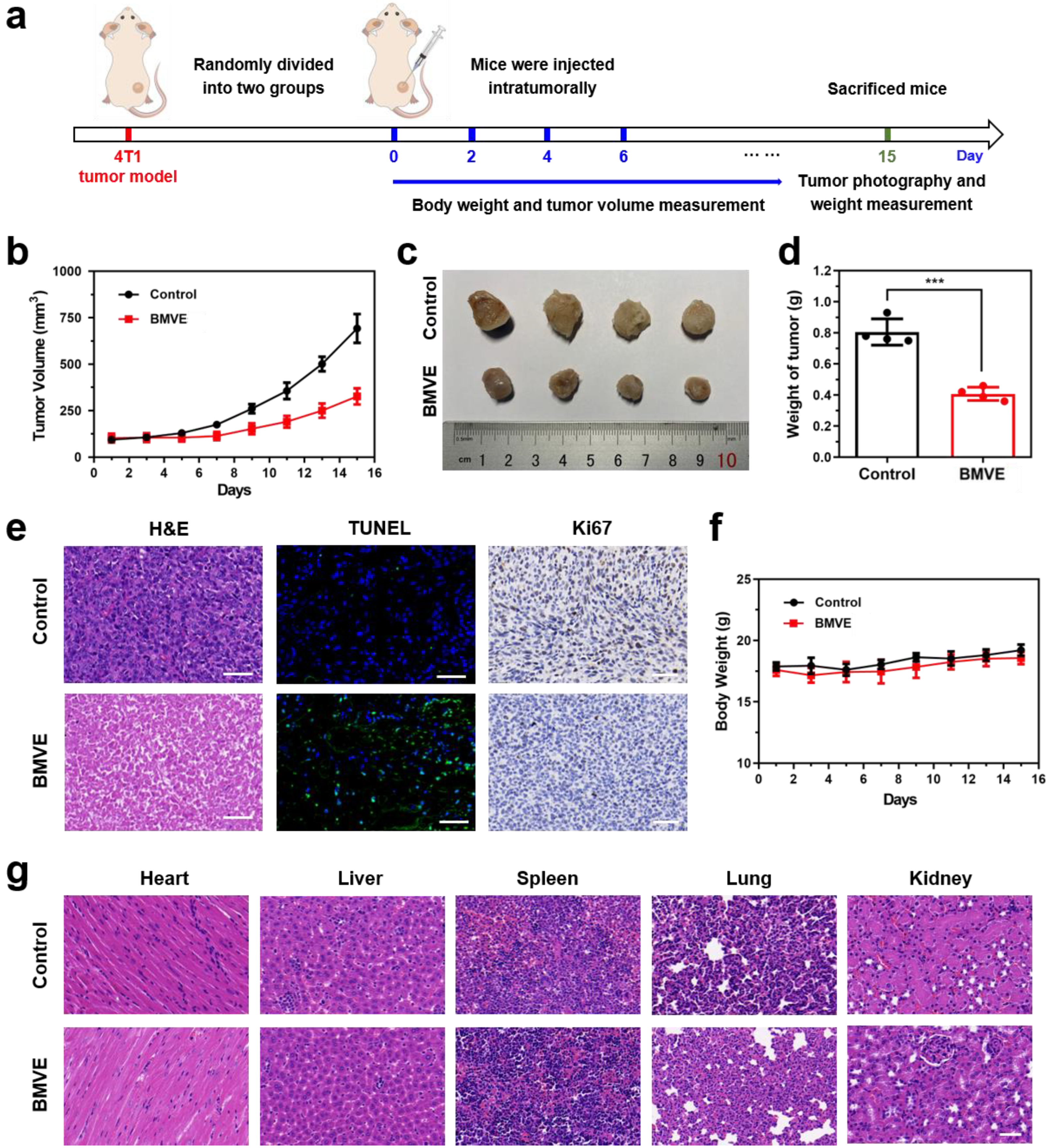 In vivo evaluation of anti-tumor effects and safety of bitter melon exosomes